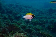 Chromis klunzingeri