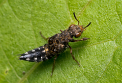 Ontholestes