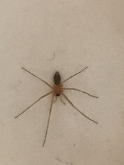 Cithaeron praedonius