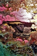 Acanthistius serratus