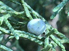 Walshomyia juniperina