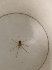 Cithaeron praedonius