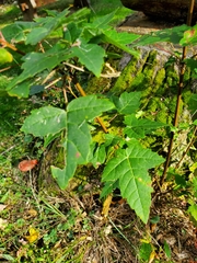 Acer ginnala