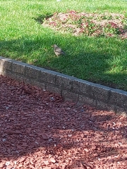 Turdus falcklandii