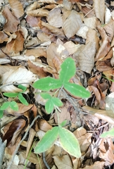 Trifolium medium