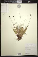 Carex norvegica