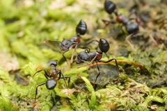 Crematogaster aurita