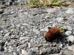 Arctiinae