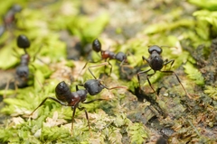 Crematogaster aurita