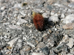 Arctiinae