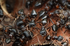 Crematogaster aurita