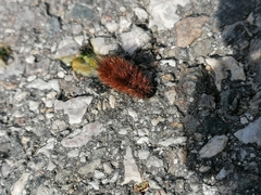 Arctiinae