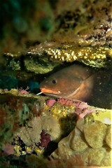 Lotella rhacina