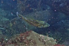 Meuschenia freycineti