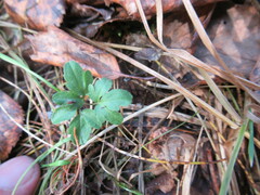 Cardamine trifida