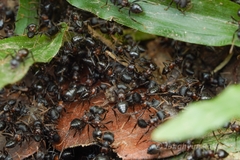 Crematogaster aurita