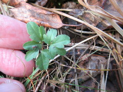 Cardamine trifida