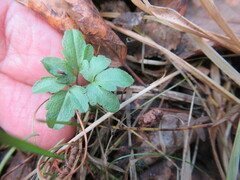 Cardamine trifida