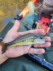 Micropterus punctulatus