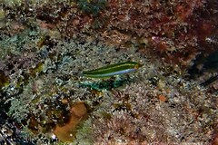 Halichoeres brownfieldi