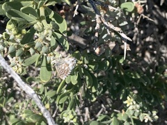 Theclinesthes serpentata
