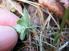 Cardamine trifida