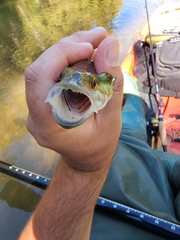 Micropterus punctulatus