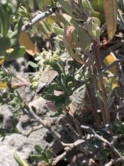 Theclinesthes serpentata