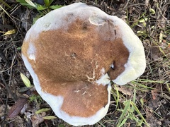 Hypomyces