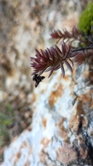 Sedum goldmanii