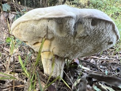 Hypomyces