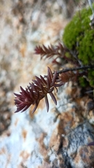 Sedum goldmanii