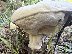 Hypomyces