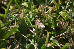 Nomophilini