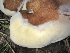 Hypomyces