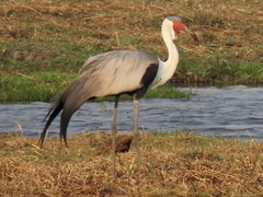 Bugeranus carunculatus