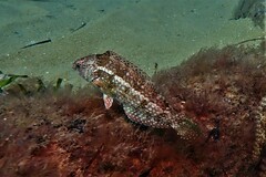 Notolabrus parilus