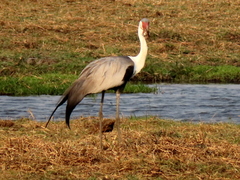 Bugeranus carunculatus