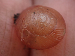 Nitor subrugatus