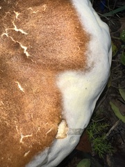Hypomyces