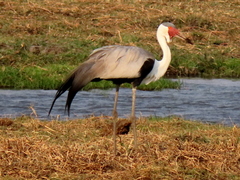 Bugeranus carunculatus