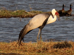 Bugeranus carunculatus