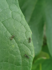 Dolichoderus thoracicus