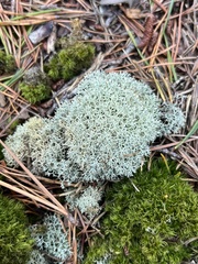 Cladonia subtenuis