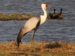 Bugeranus carunculatus