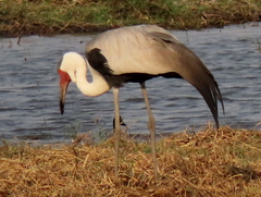 Bugeranus carunculatus