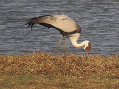 Bugeranus carunculatus