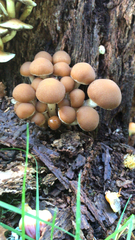 Psathyrella piluliformis
