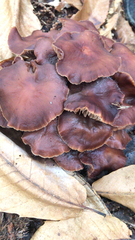 Gymnopus brassicolens