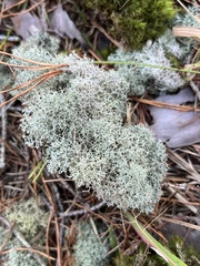 Cladonia subtenuis